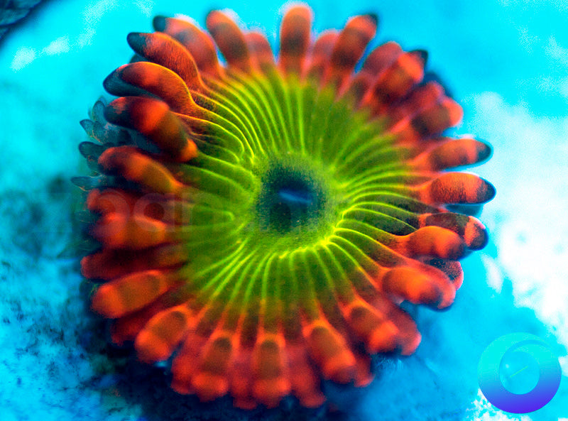 Electric Oompa Loompa