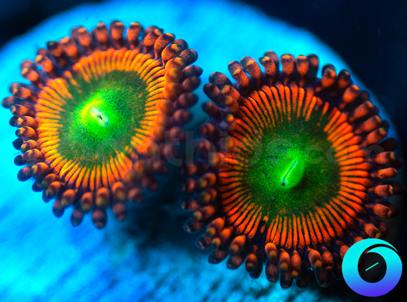 NEW RELEASE: Level Up