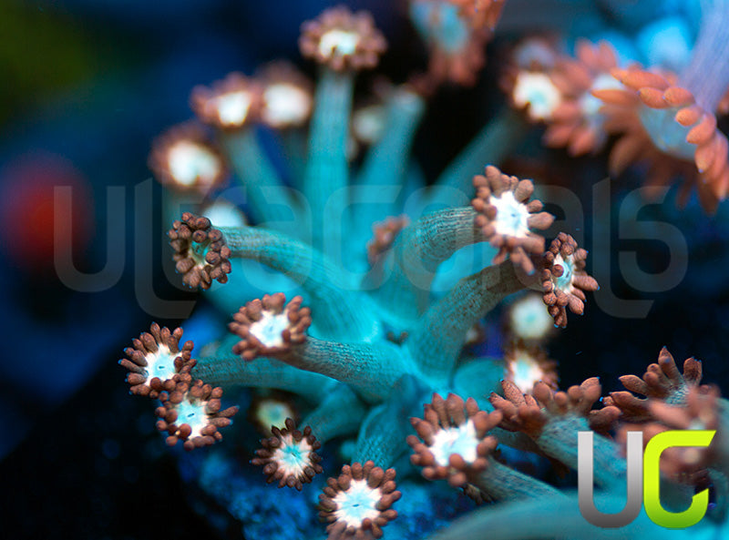 UC Cosmic Candy Goni