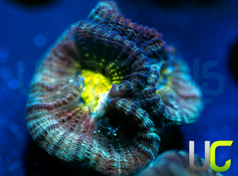 UC Perpetrator Favia