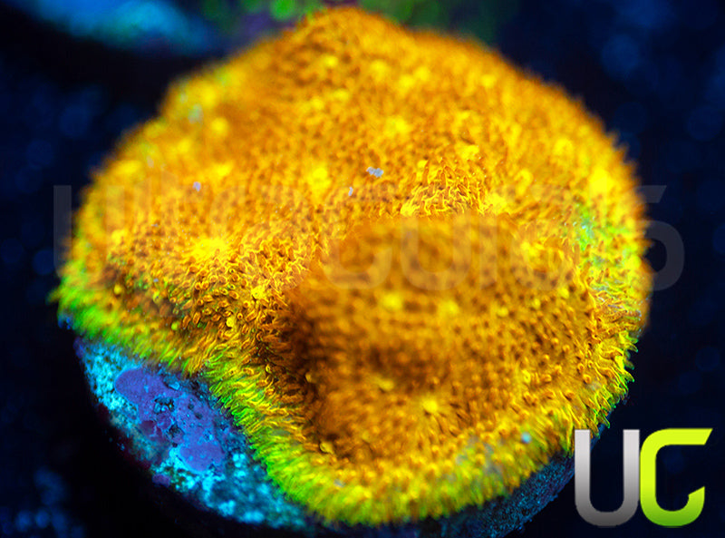 UC Yellow Yutz Psammocora