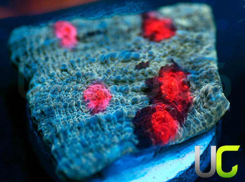 JF Hellspawn Chalice