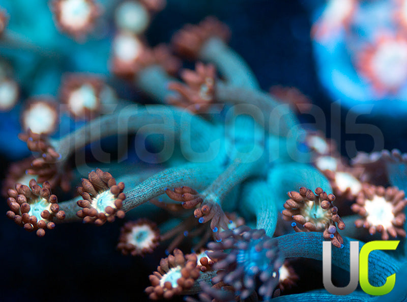 UC Cosmic Candy Goni