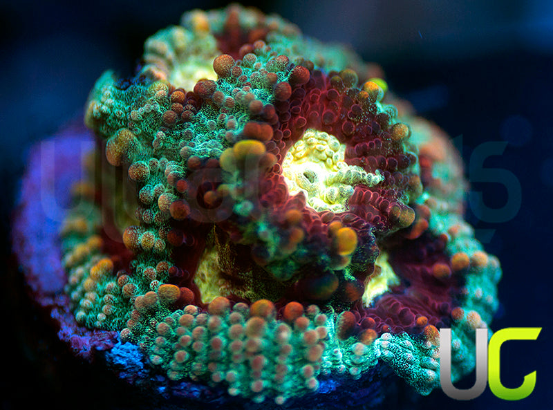 UC Strobe Light Favia