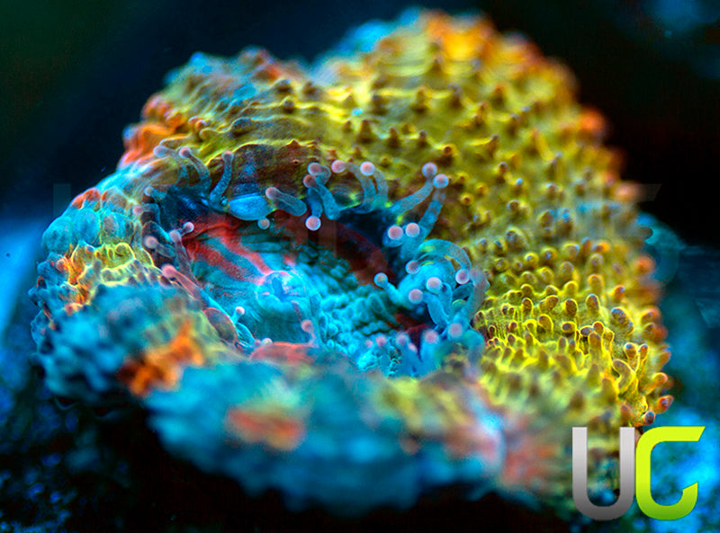 UC Thai Sunset Micro Lord