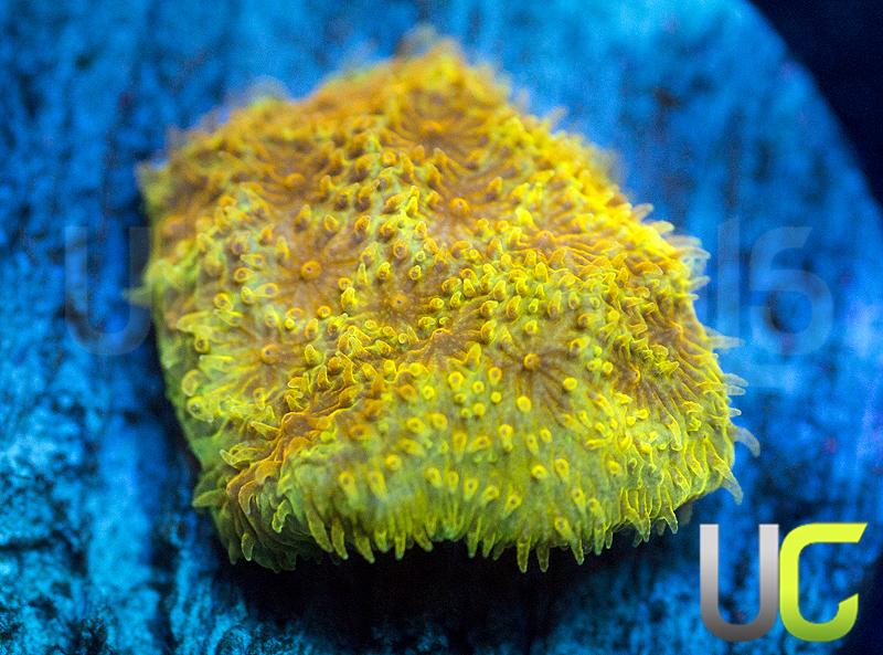 UC Hazmat Psammocora