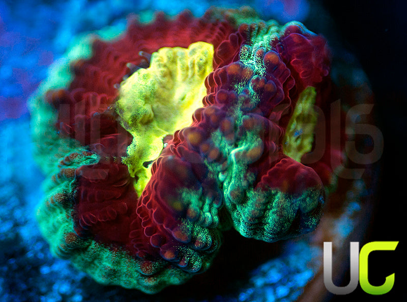 UC Strobe Light Favia