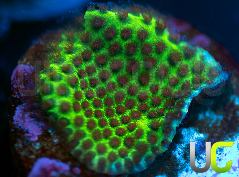 UC The Grinch Porites