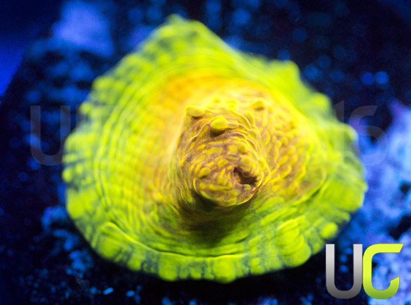 UC Brazilian Carnival Chalice