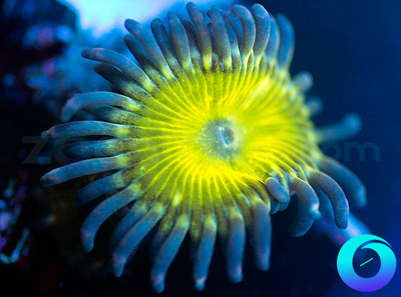 NEW RELEASE: Kung Foo