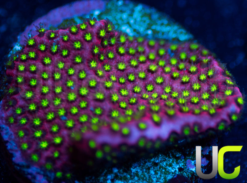 UC Raspberry Pie Stylo