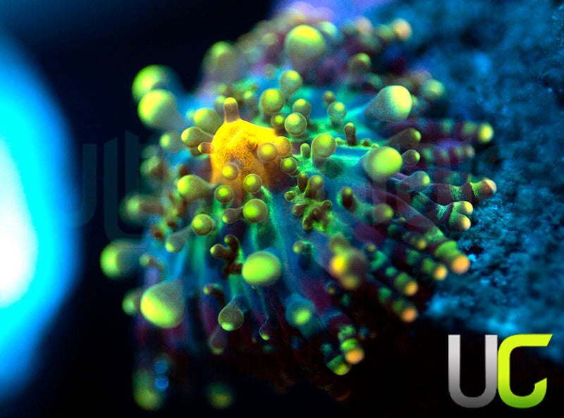 UC Calypso Yuma Baby