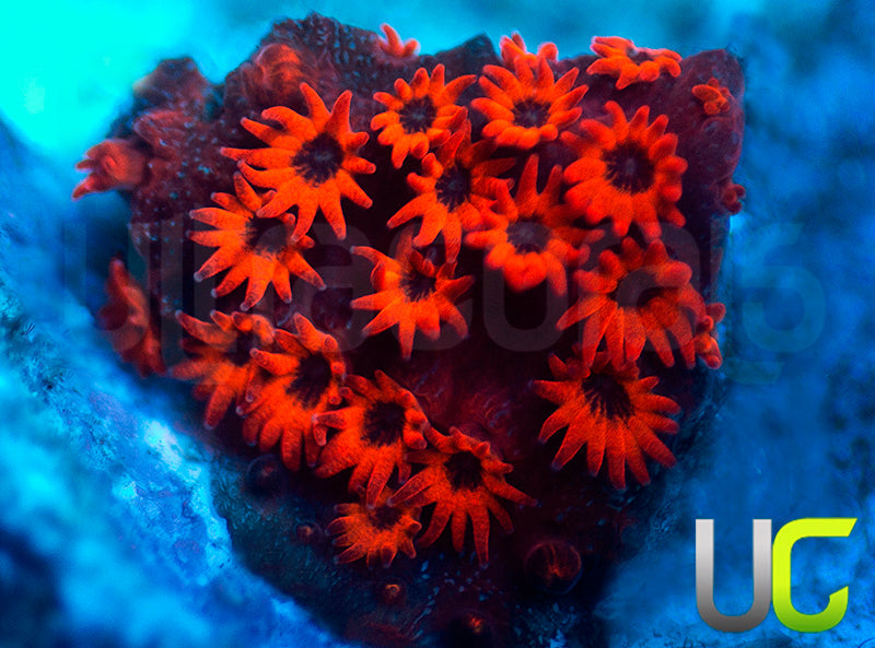 UC Sweet Revenge Porites