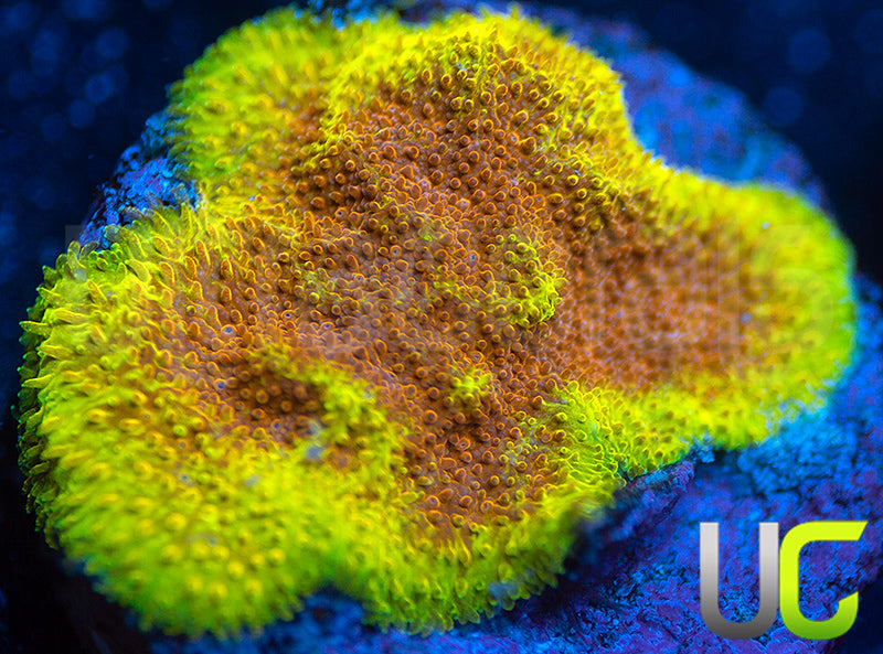 UC Mean Streak Psammocora