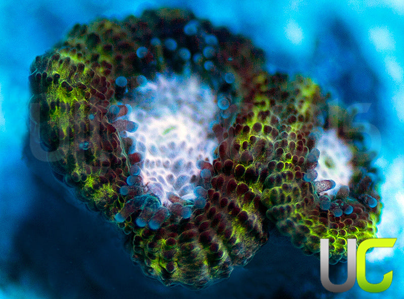 NEW RELEASE: UC Summons Micro Amakusensis