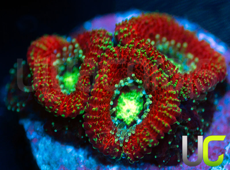 UC Blood Hunter Micro Amakusensis