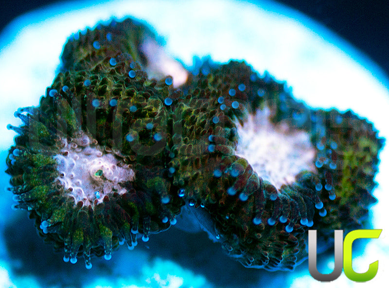 NEW RELEASE: UC Summons Micro Amakusensis