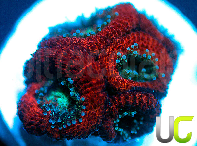 UC Blood Hunter Micro Amakusensis