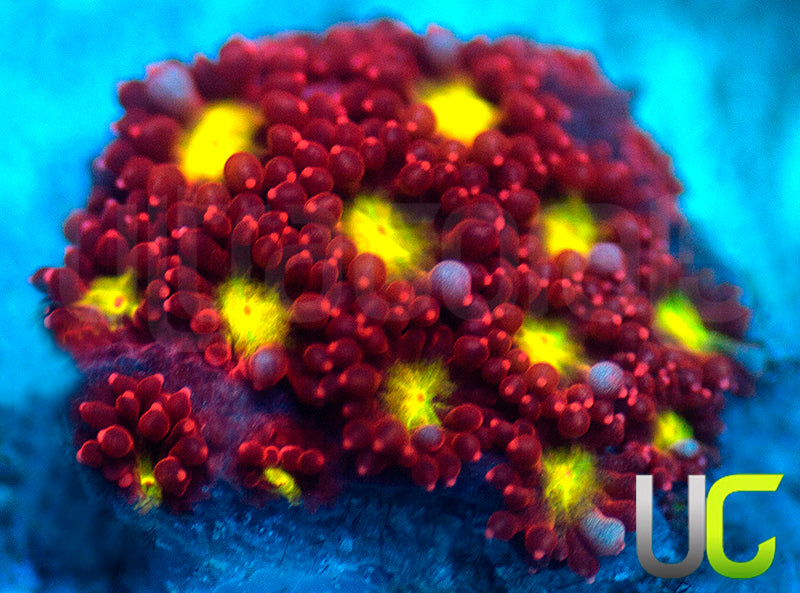 UC Spiked Punch Micro Goni