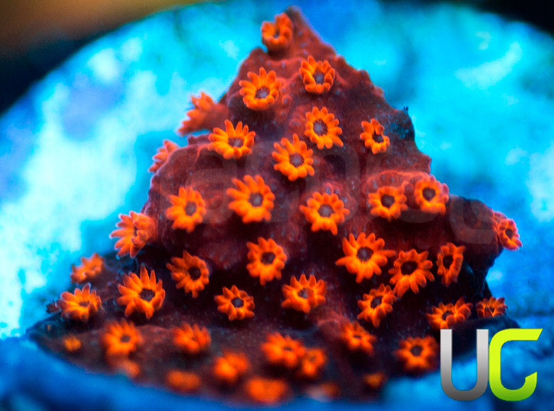 UC Sweet Revenge Porites