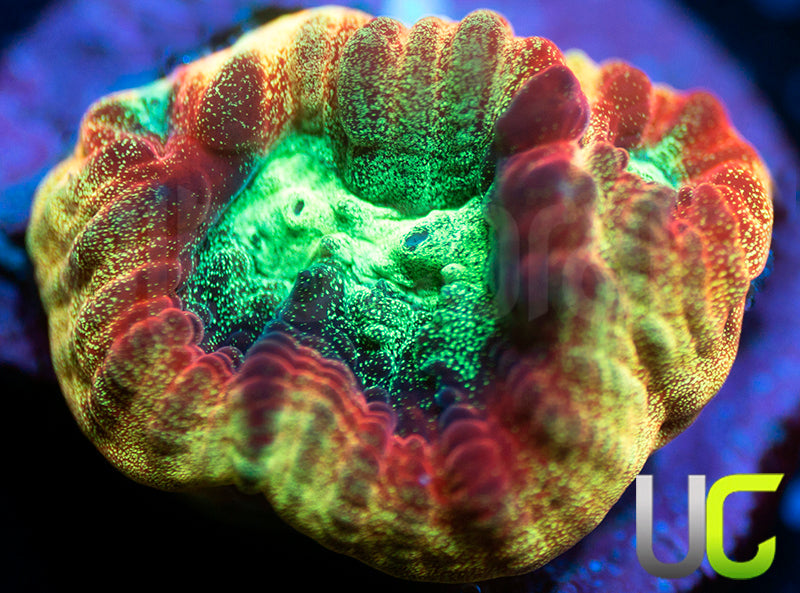 JF Psycho Rainbow Rim Favia