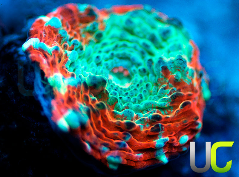 UC Crimson Carnage Chalice