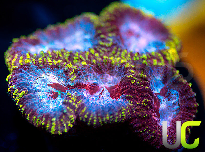 UC Fairgrounds Favia