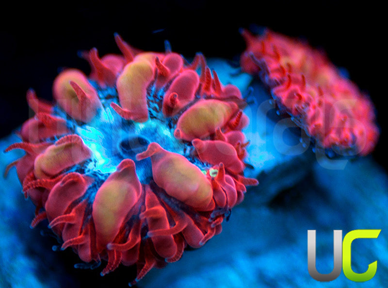 UC Azure Sky Blastos