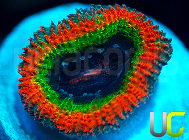 UC Rainbow Dash Micro Amakusensis