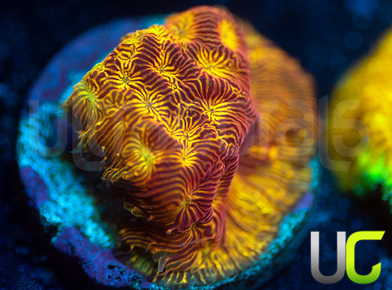 UC Sun Goddess Lepto