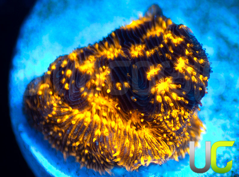 UC Blinding Lights Psammocora