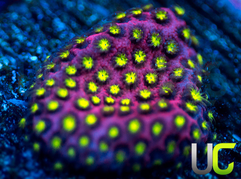 UC Raspberry Pie Stylo