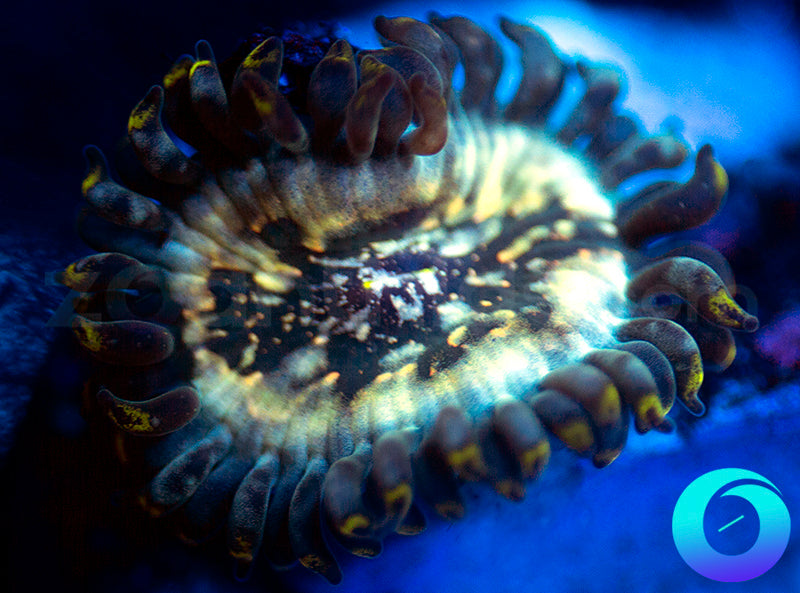 Hawaiian Ding Dang PE