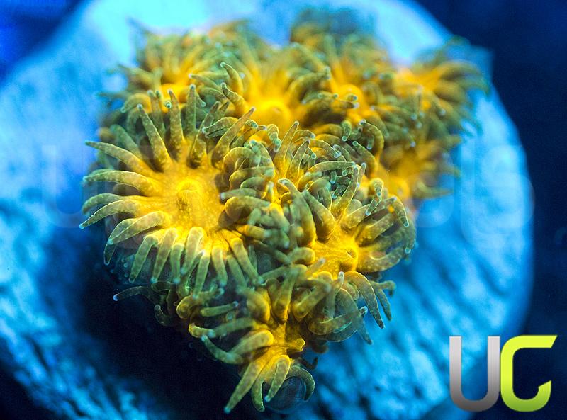 UC Orange Julius Leptastrea