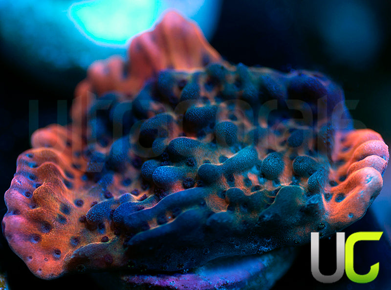 RR Nauti Spiral Monti