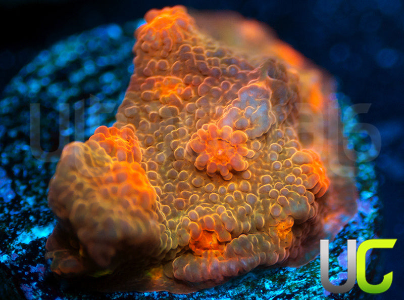 UC Jolly Roger Cyphastrea