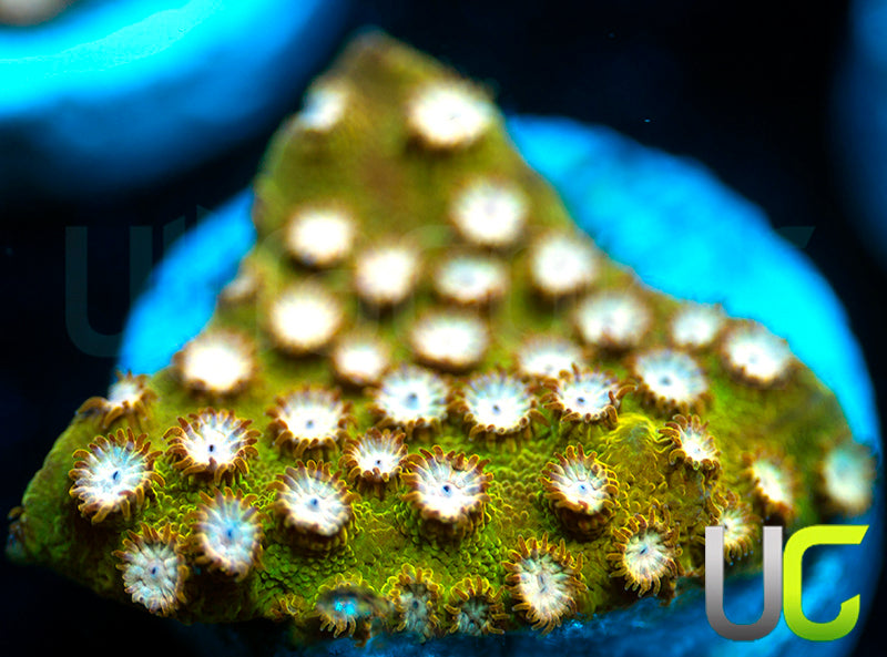 NEW RELEASE: UC Yellowjacket Cyphastrea