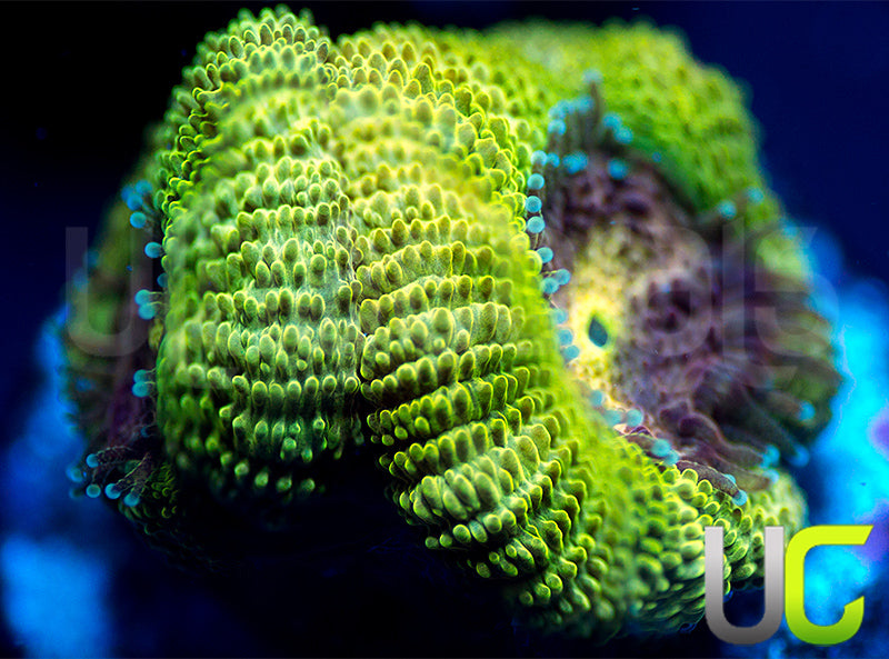 UC Pink Flamingo Micro Amakusensis