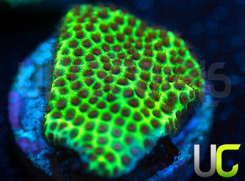 UC The Grinch Porites