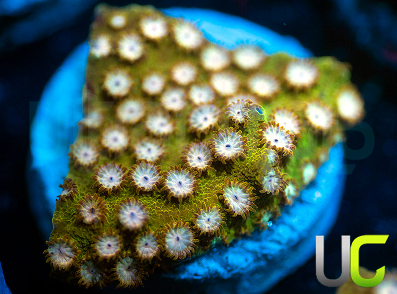 NEW RELEASE: UC Yellowjacket Cyphastrea