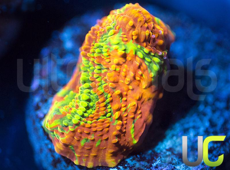 CB Orange Peel Chalice