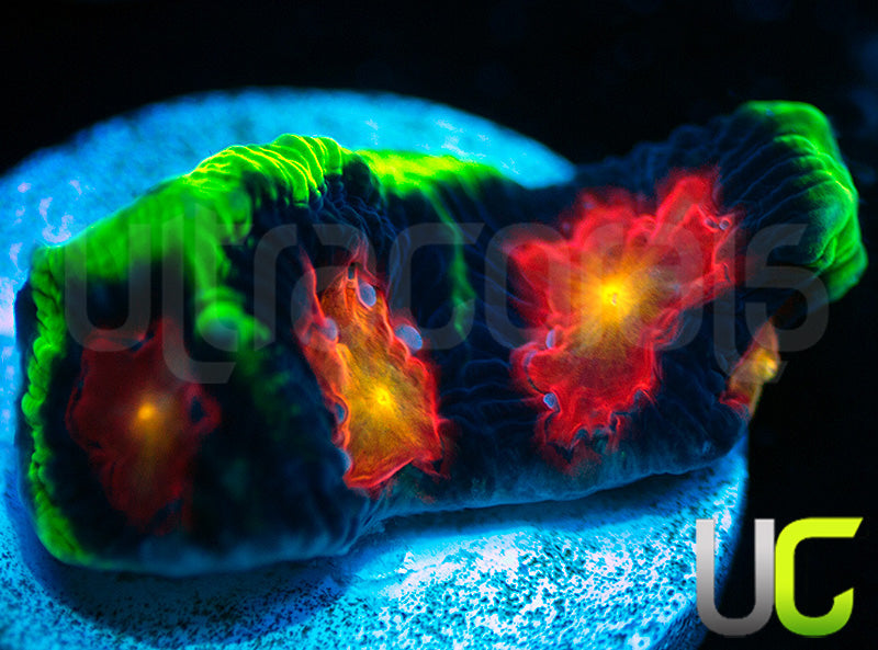 UC Ring Leader Favites