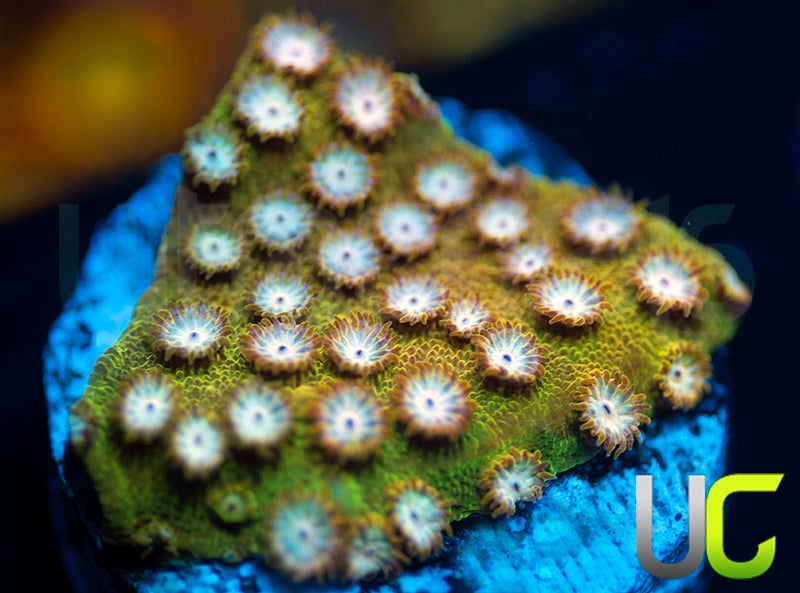 NEW RELEASE: UC Yellowjacket Cyphastrea