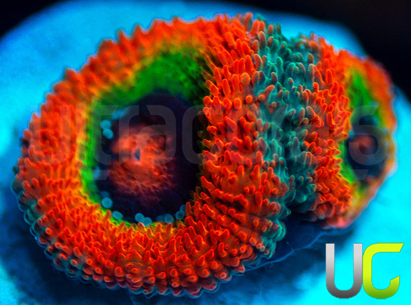 UC Rainbow Dash Micro Amakusensis