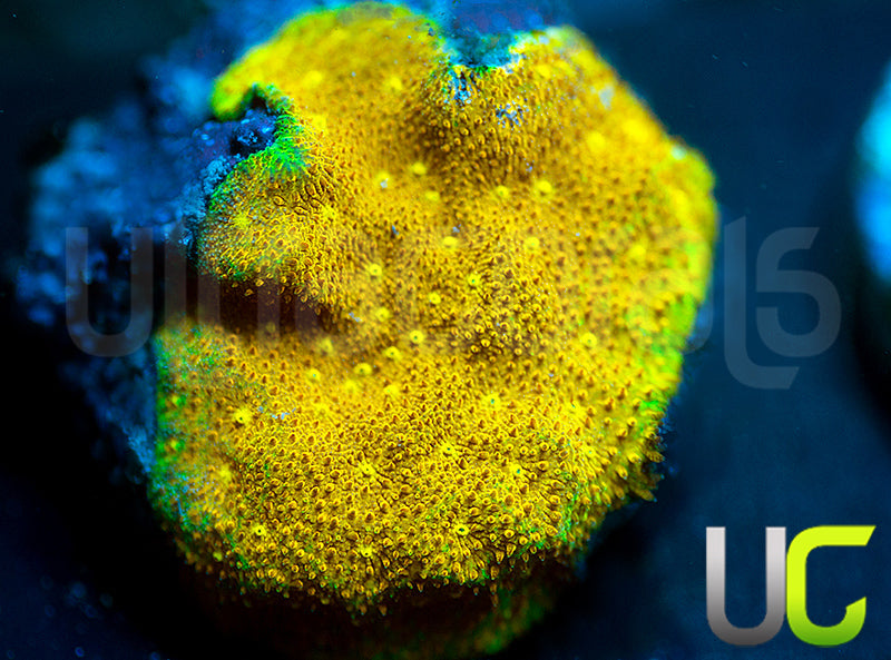 Yellow Yutz Psammocora