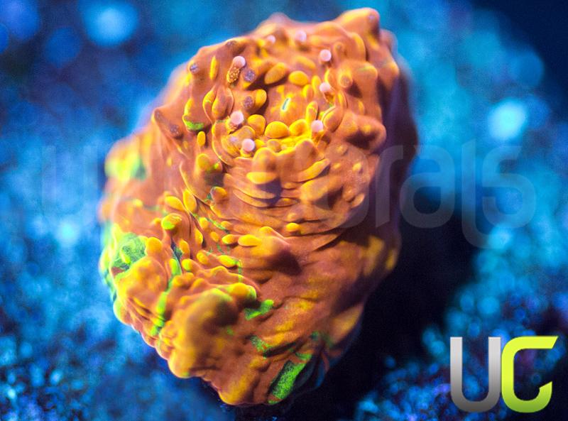 CB Orange Peel Chalice