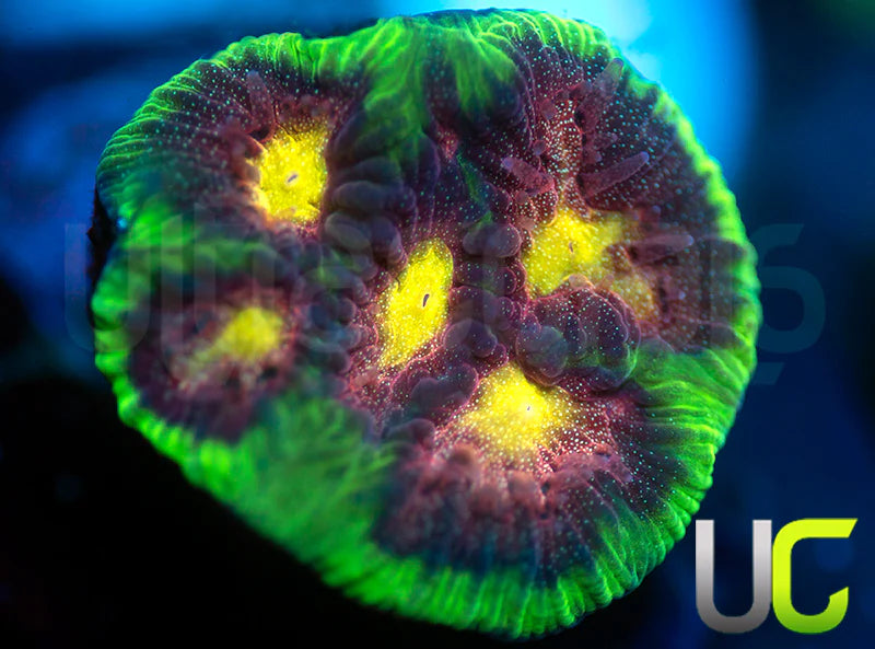 CB Tropical Thunder Favites