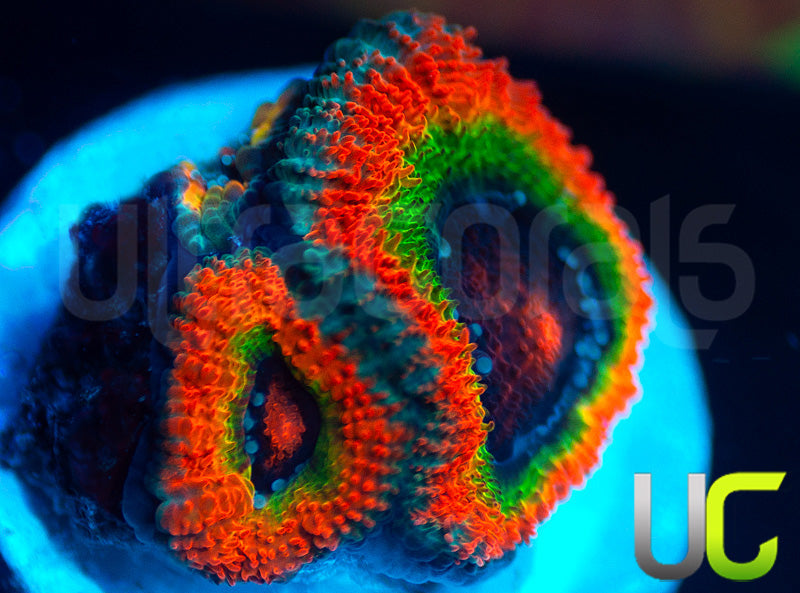 UC Rainbow Dash Micro Amakusensis