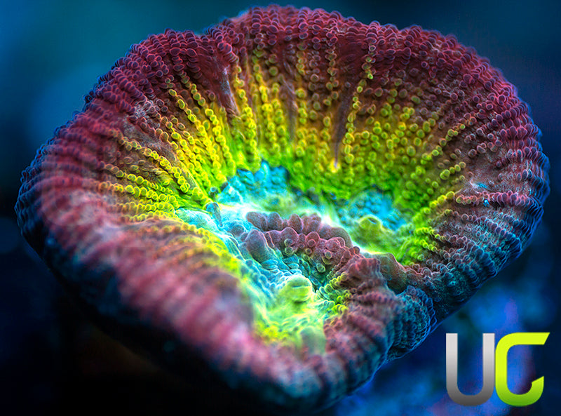 UC Regal Goniastrea