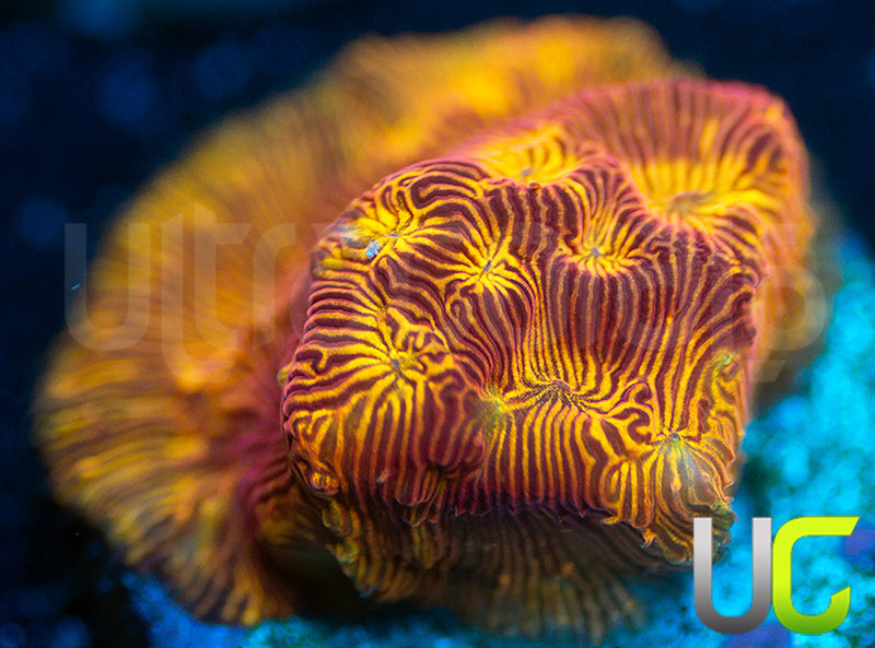 UC Sun Goddess Lepto